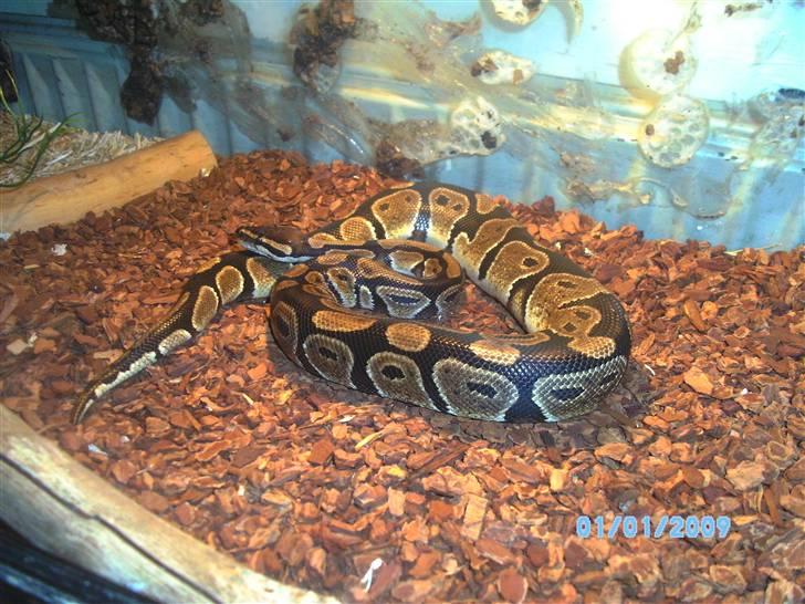 2,0 het albino kongepython billede 1