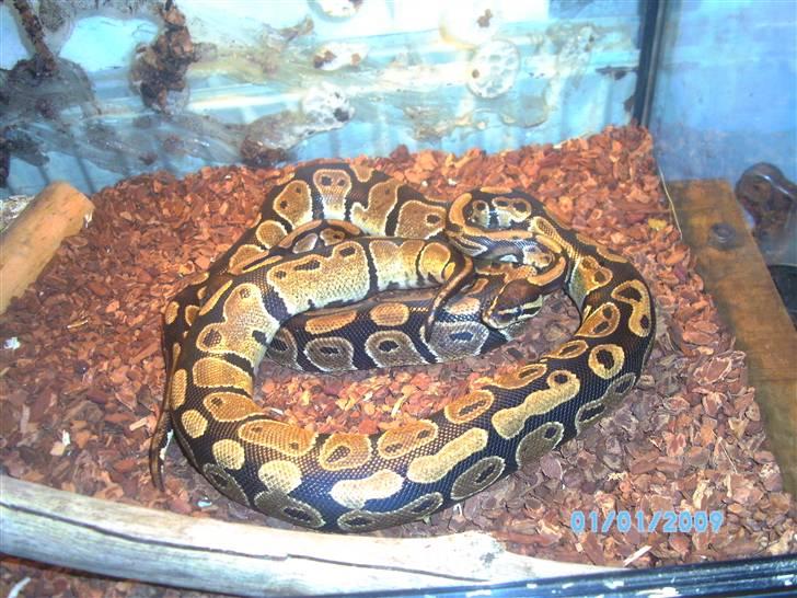 2,0 het albino kongepython billede 2