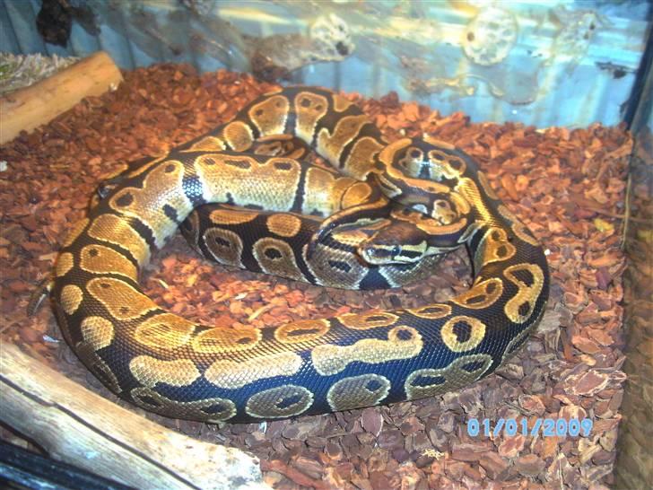 2,0 het albino kongepython billede 3