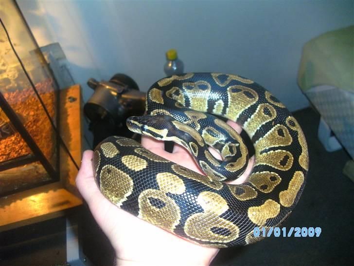 2,0 het albino kongepython billede 4