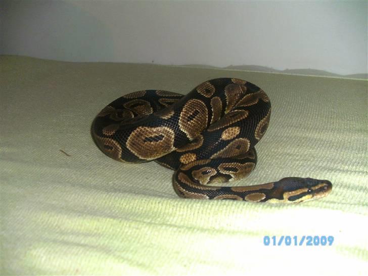 2,0 het albino kongepython billede 5