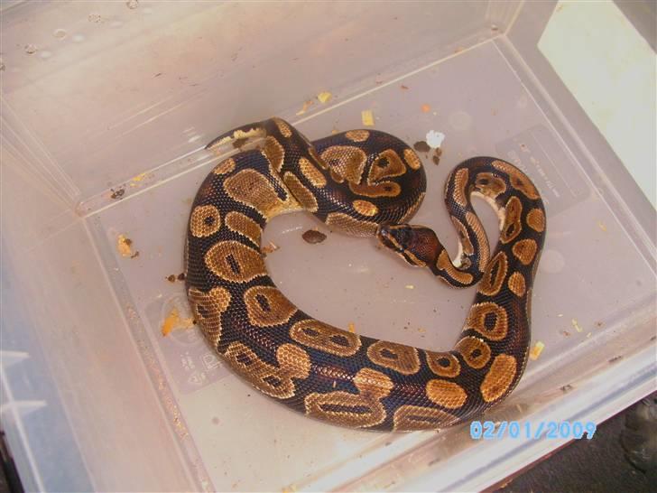 2,0 het albino kongepython billede 6