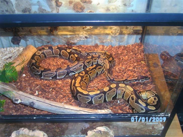 2,0 het albino kongepython billede 7