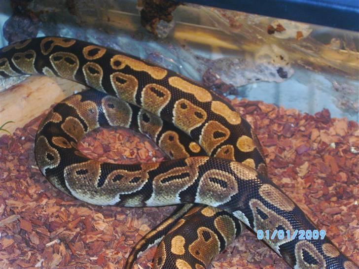 2,0 het albino kongepython billede 8