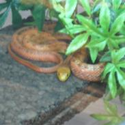 Lampropeltis Campbelli / Mælkesnoge