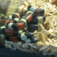 Lampropeltis Campbelli / Mælkesnoge