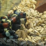 Lampropeltis Campbelli / Mælkesnoge