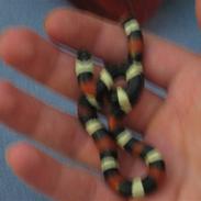 Lampropeltis Campbelli / Mælkesnoge