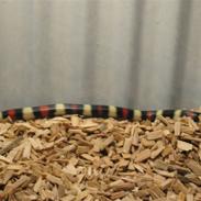 Lampropeltis Campbelli / Mælkesnoge