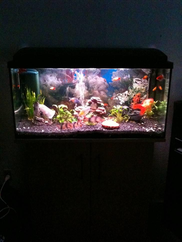 Akvarie 128 liter - Med bobler i baggrunden billede 1