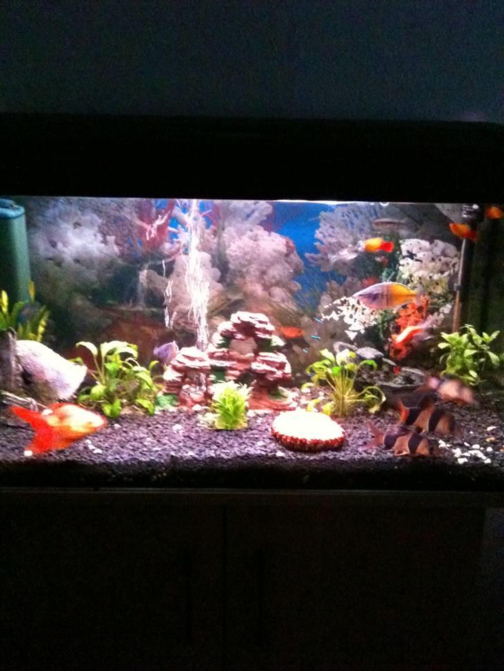Akvarie 128 liter billede 2