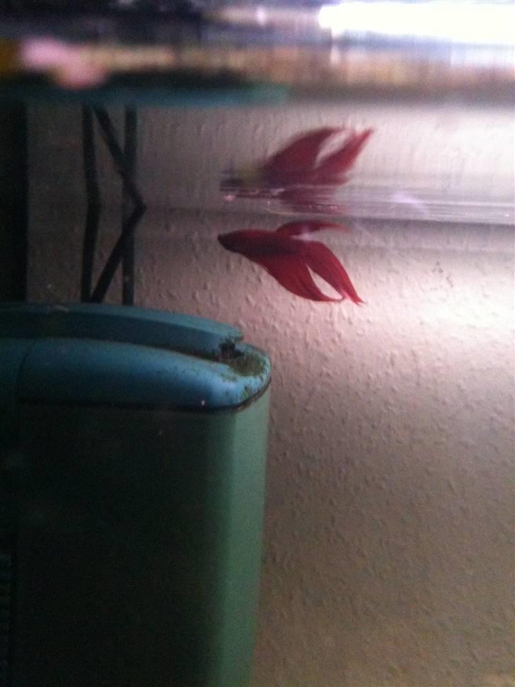 Akvarie 128 liter - Min kampfisk billede 3