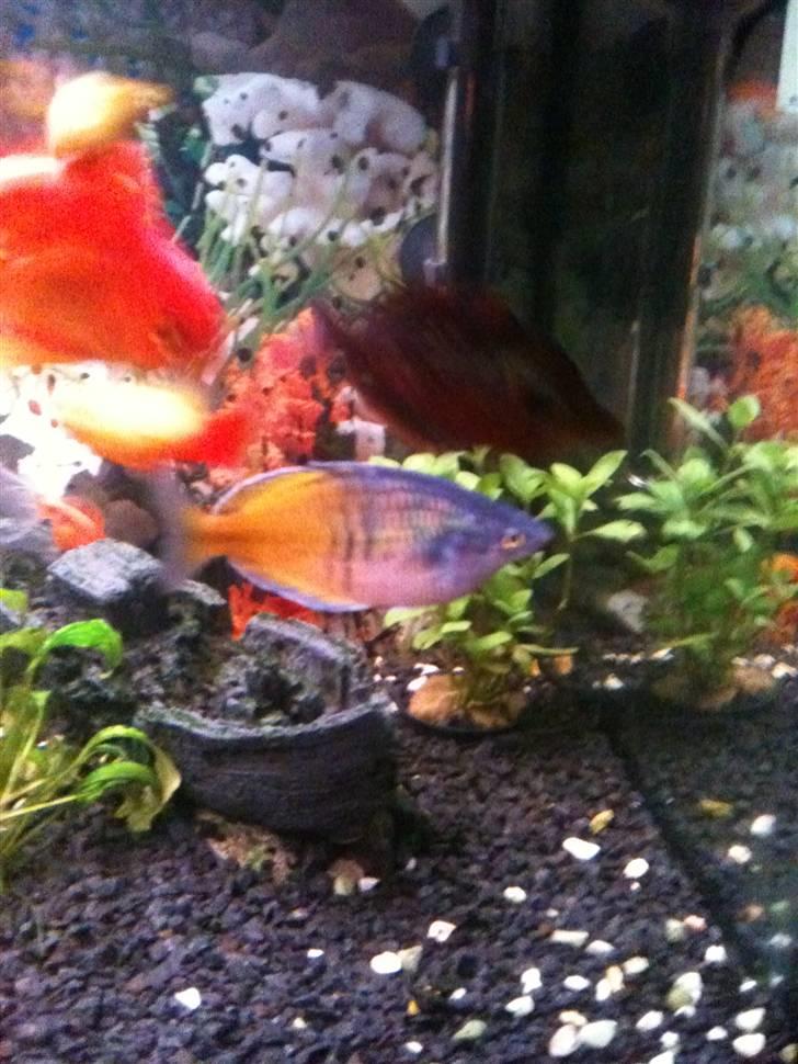 Akvarie 128 liter billede 4