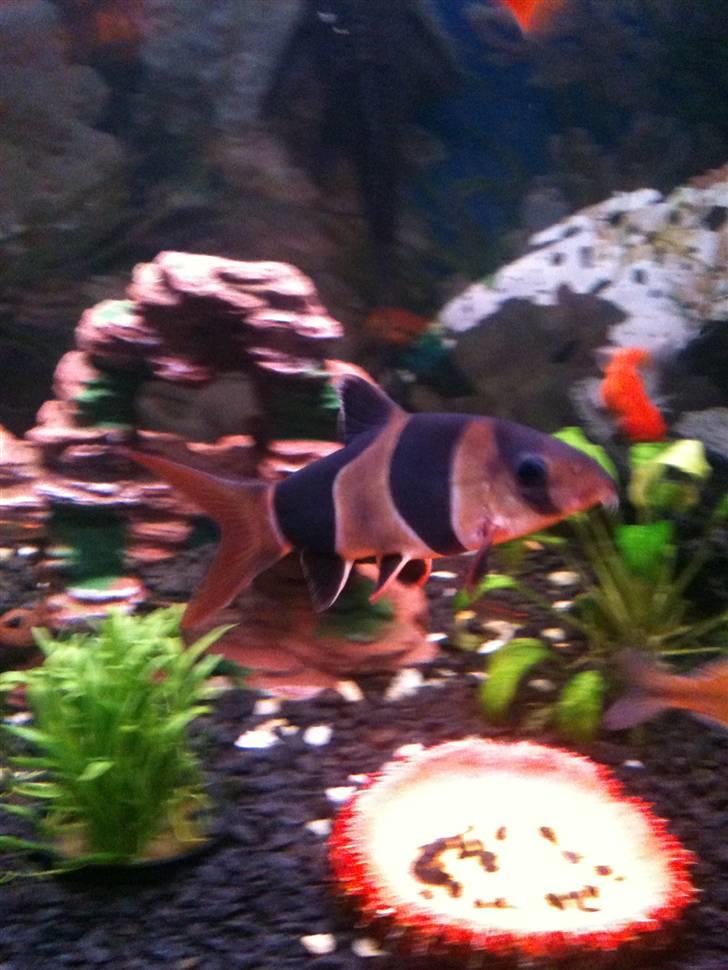 Akvarie 128 liter - Min pragtsmerling. Har 3 stk. De plejer at ligge inde i skibet. billede 5