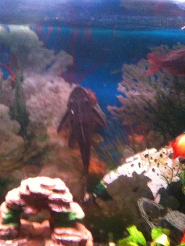 Akvarie 128 liter - Min sugemalde billede 6
