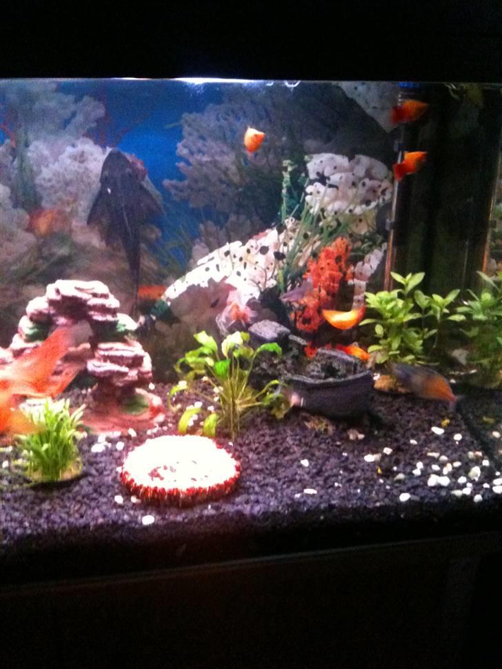 Akvarie 128 liter - Skibet og lidt at klippen. billede 7