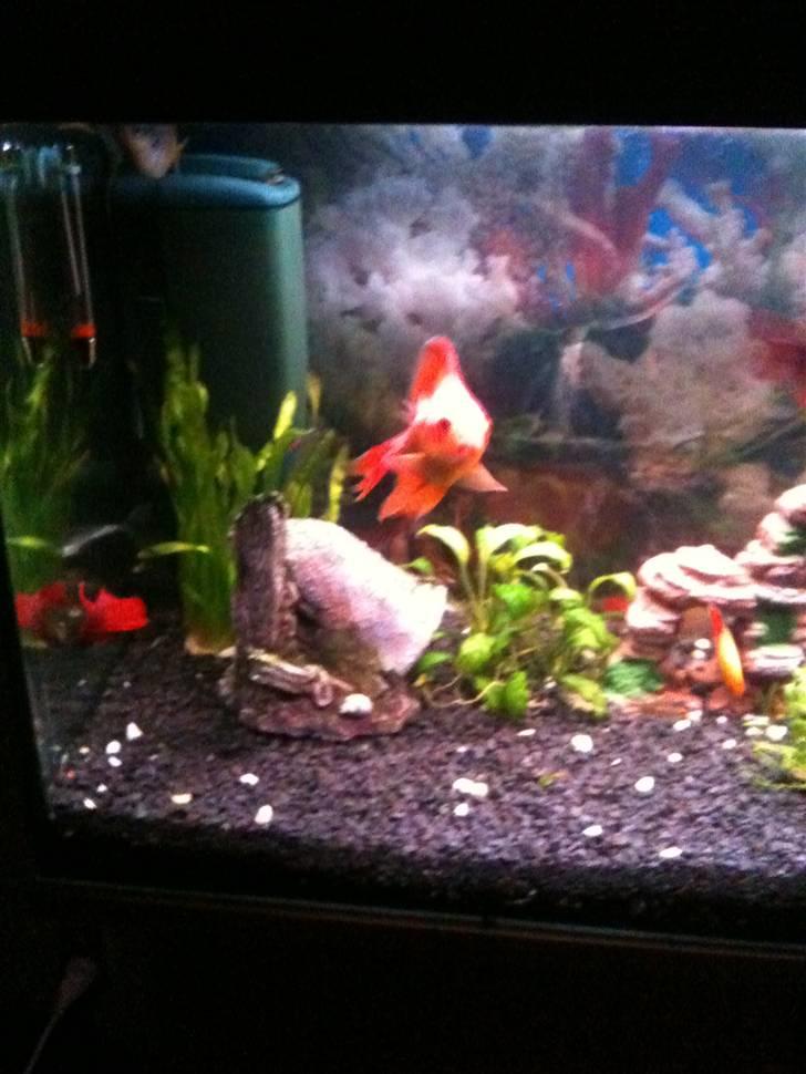 Akvarie 128 liter - Klokken og min store Slørhale. billede 8