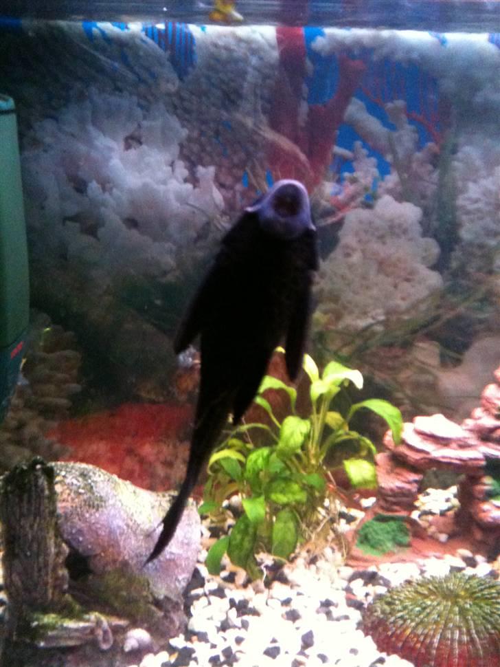 Akvarie 128 liter - Sugemalden. billede 9