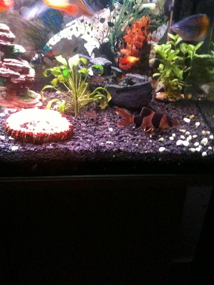 Akvarie 128 liter - Skibet og den største Pragtsmerling. Der ligger 2 mere inde i skibet. billede 10