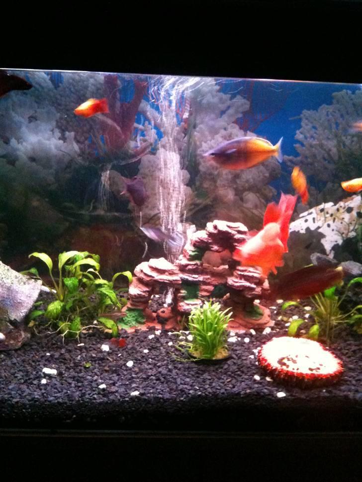 Akvarie 128 liter billede 11