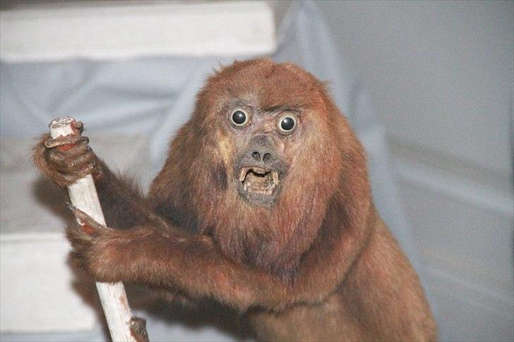 Dårligt udstoppede dyr billede 2