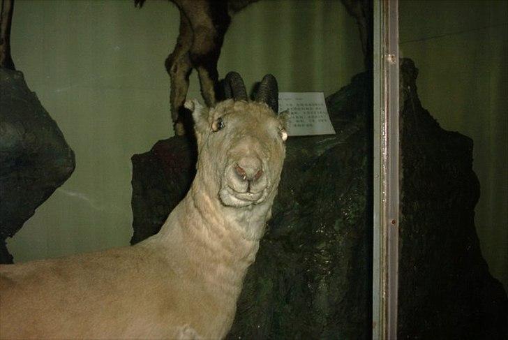 Dårligt udstoppede dyr billede 3