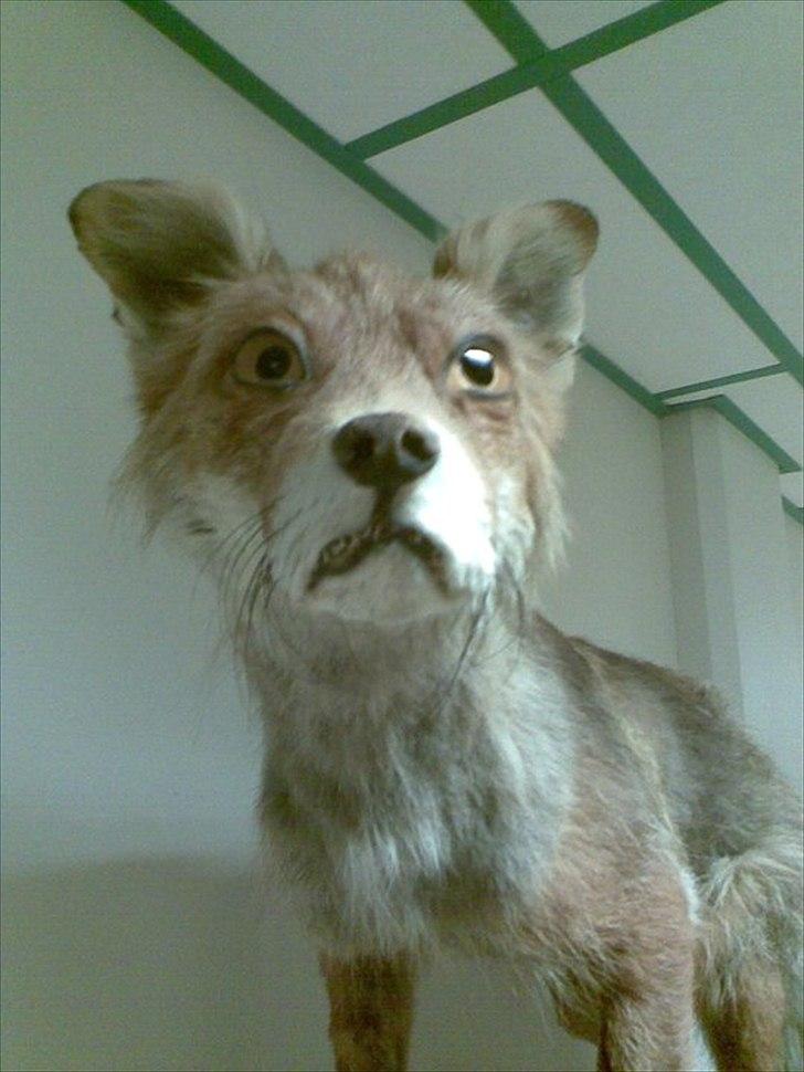 Dårligt udstoppede dyr billede 4