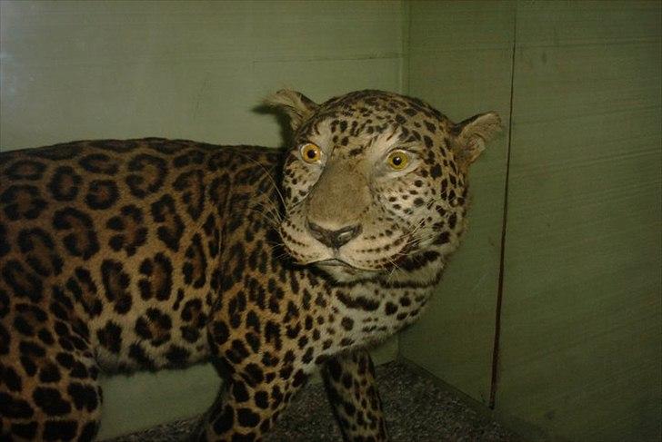 Dårligt udstoppede dyr billede 5