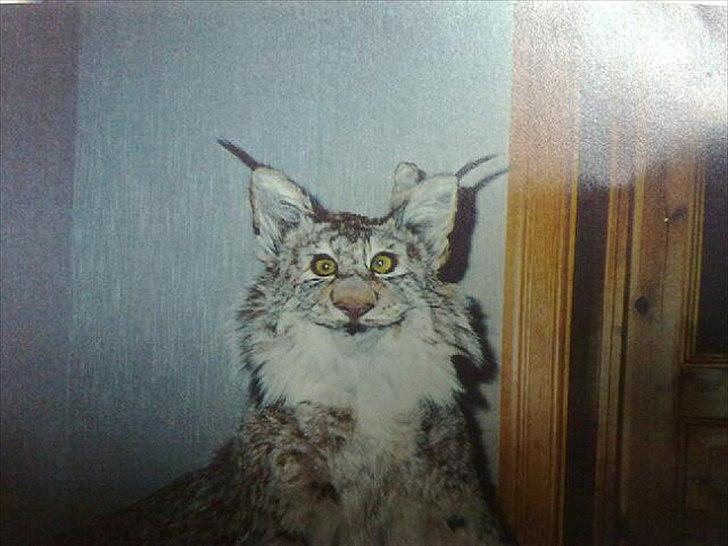 Dårligt udstoppede dyr billede 7