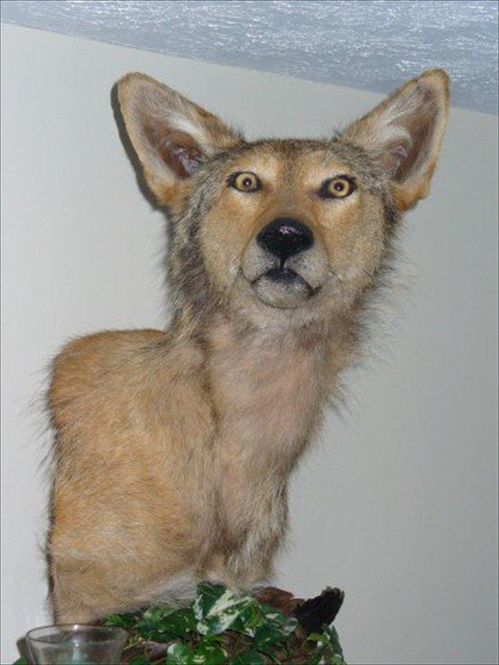 Dårligt udstoppede dyr billede 10