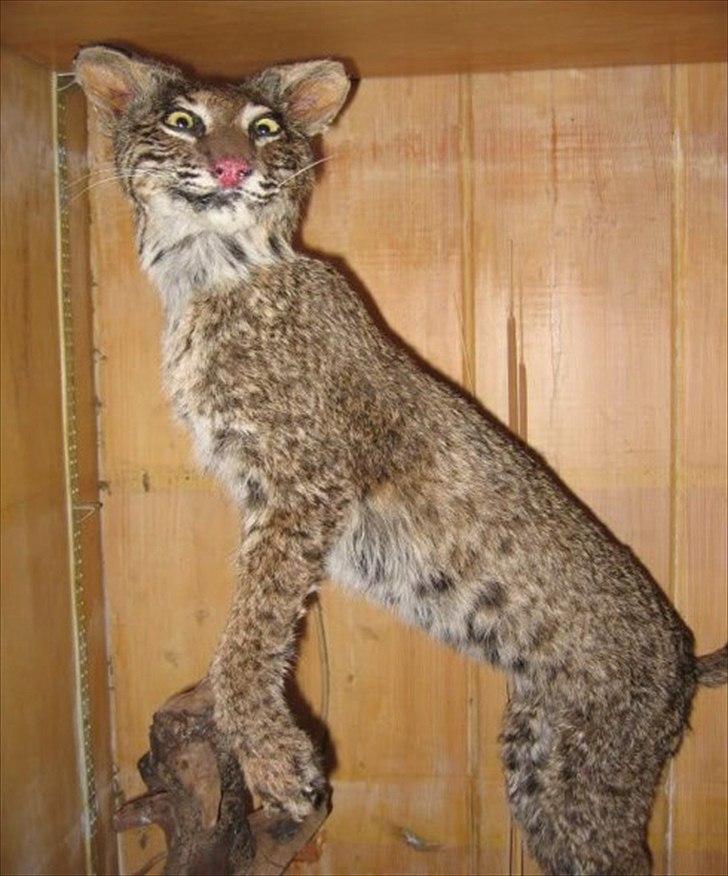 Dårligt udstoppede dyr billede 15