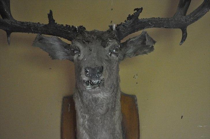 Dårligt udstoppede dyr billede 16