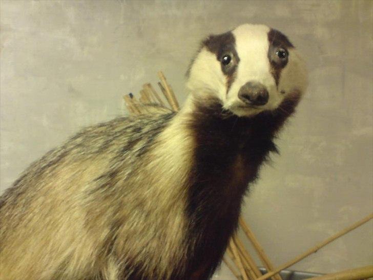 Dårligt udstoppede dyr billede 18