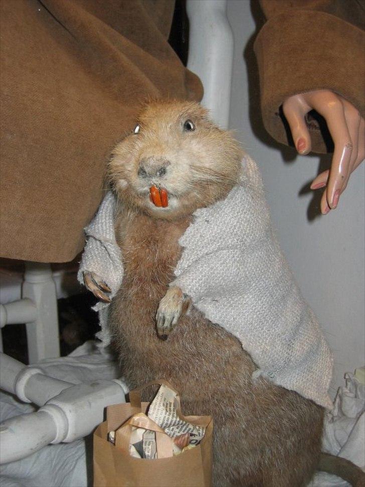 Dårligt udstoppede dyr billede 19