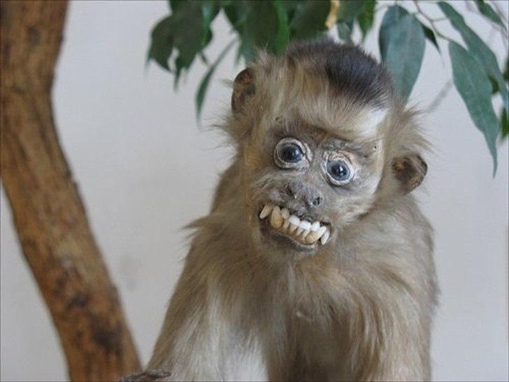 Dårligt udstoppede dyr billede 20