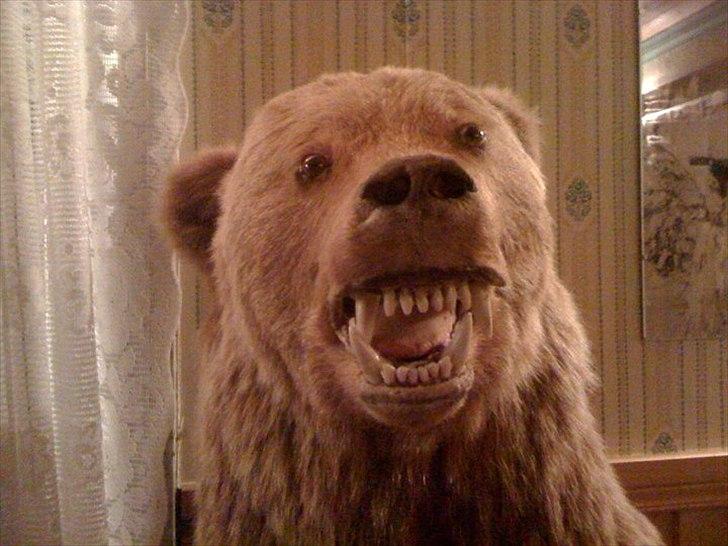 Dårligt udstoppede dyr billede 21