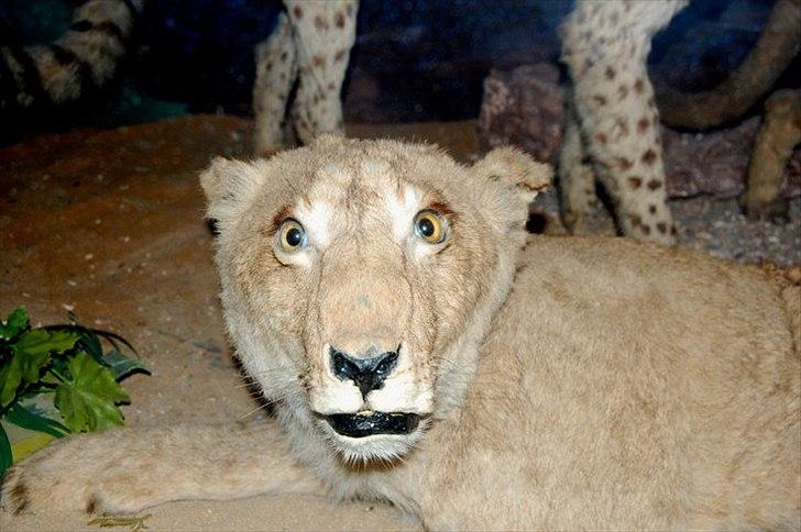 Dårligt udstoppede dyr billede 22