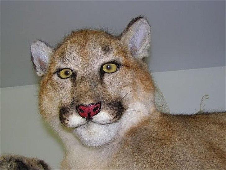 Dårligt udstoppede dyr billede 24