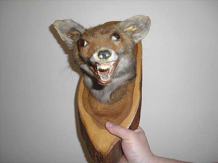 Dårligt udstoppede dyr billede 25