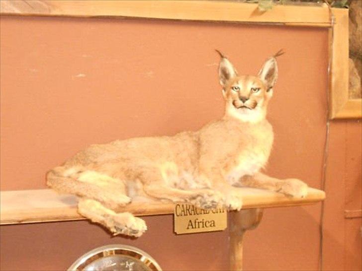 Dårligt udstoppede dyr billede 26