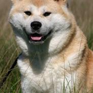 Mine hunde .
