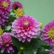 Fotos taget med D3100