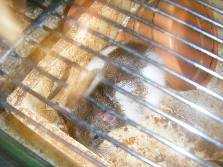 {{currentPhoto.altText}} billede {{currentPhoto.number}}