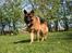 Mine savnede hunde <3 