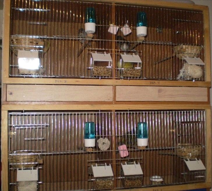 Kanarie Fugle - Ynglebure billede 1