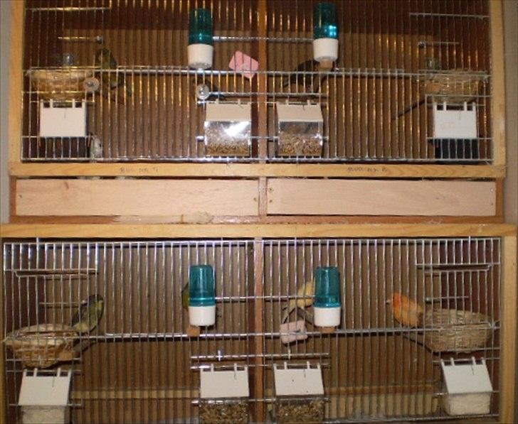 Kanarie Fugle - Ynglebure billede 2