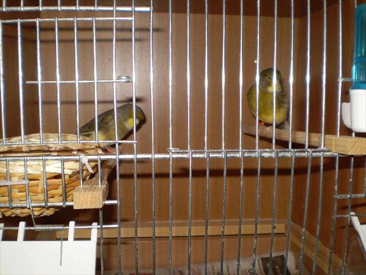 Kanarie Fugle - Yngle bure billede 3