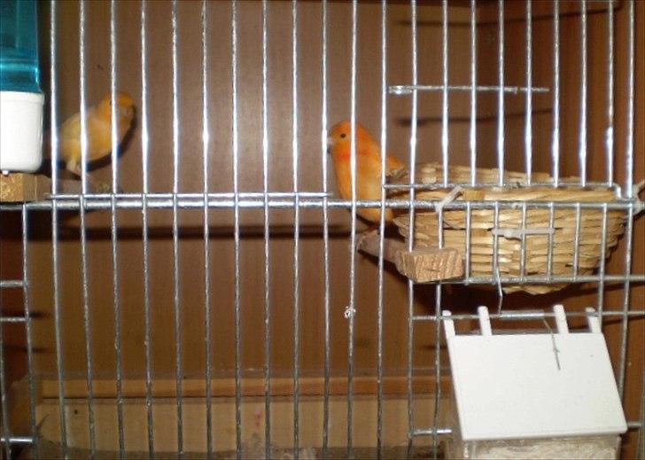 Kanarie Fugle billede 4