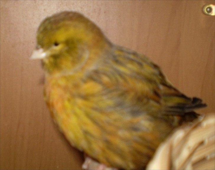 Kanarie Fugle - Norwith Kanarie billede 5