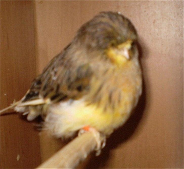 Kanarie Fugle - Norwith Kanarie billede 6